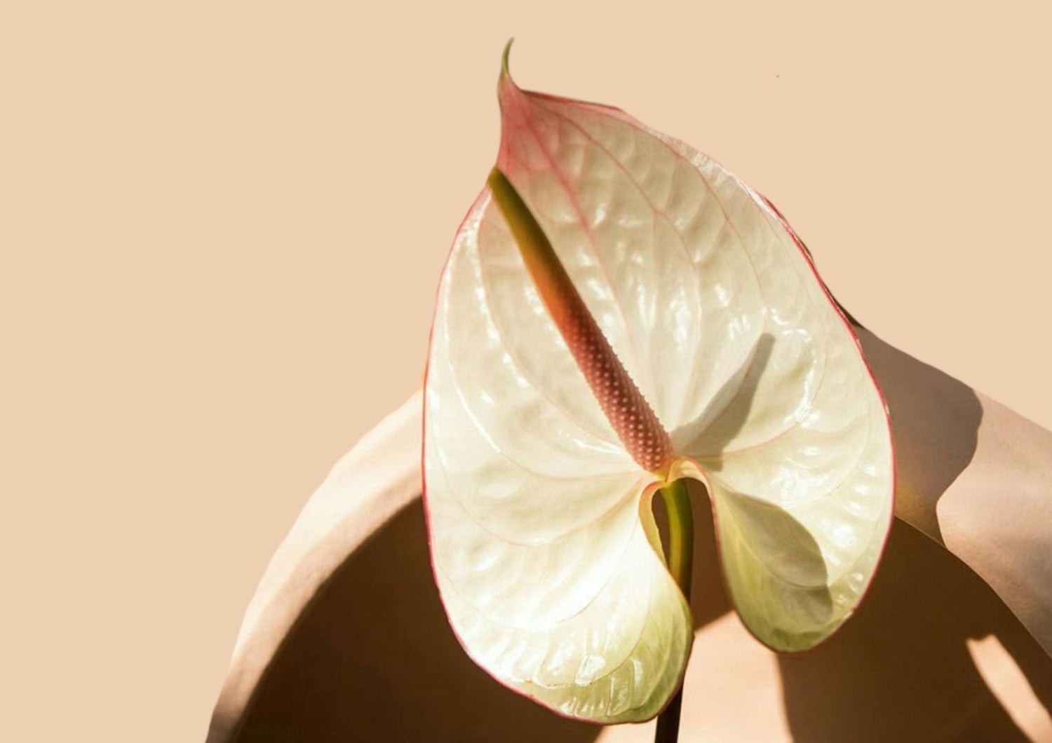 Pruriti e fastidi intimi: scopri perché accade e come ritrovare il comfort con Kysh Cosmetics