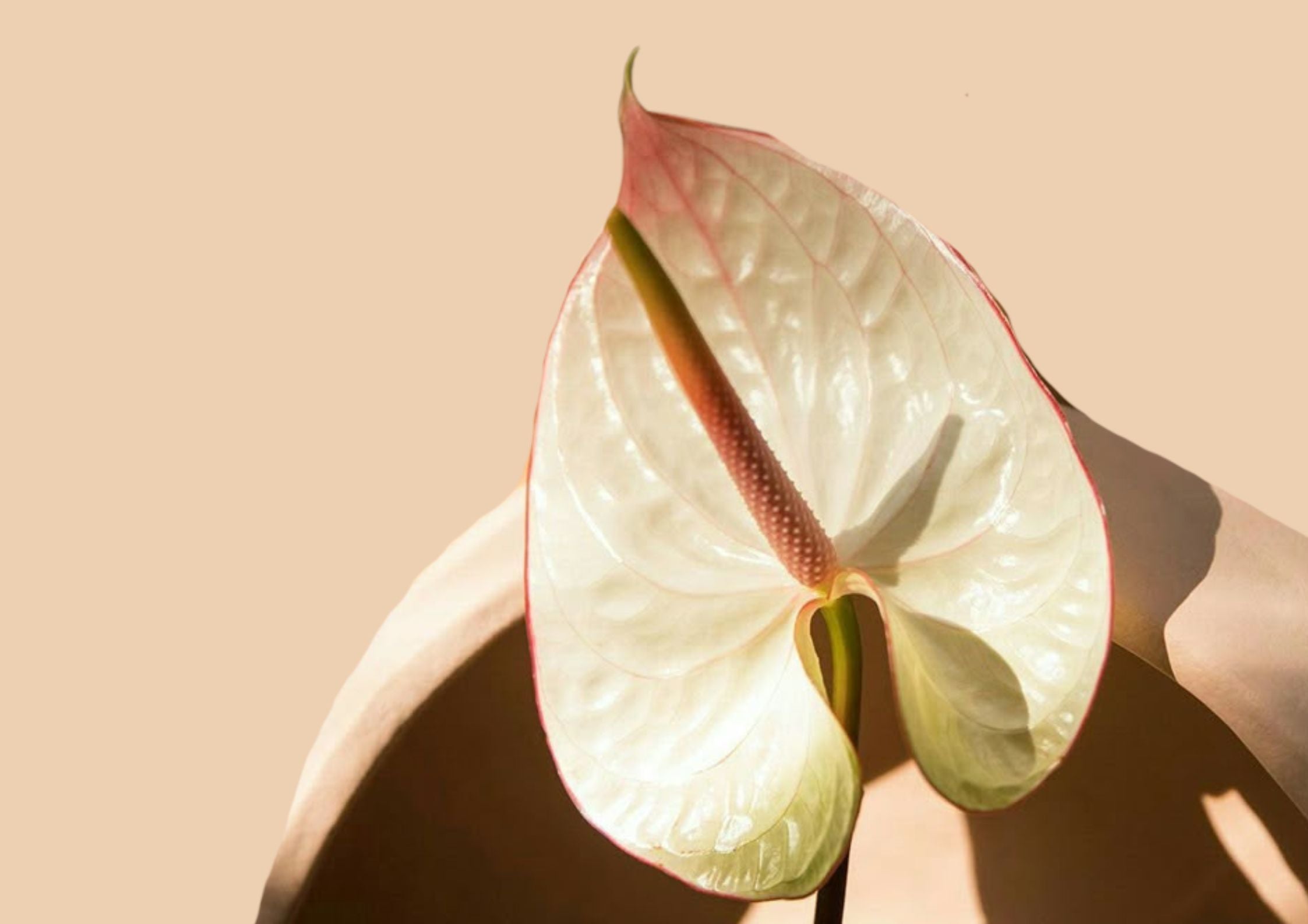 Pruriti e fastidi intimi: scopri perché accade e come ritrovare il comfort con Kysh Cosmetics