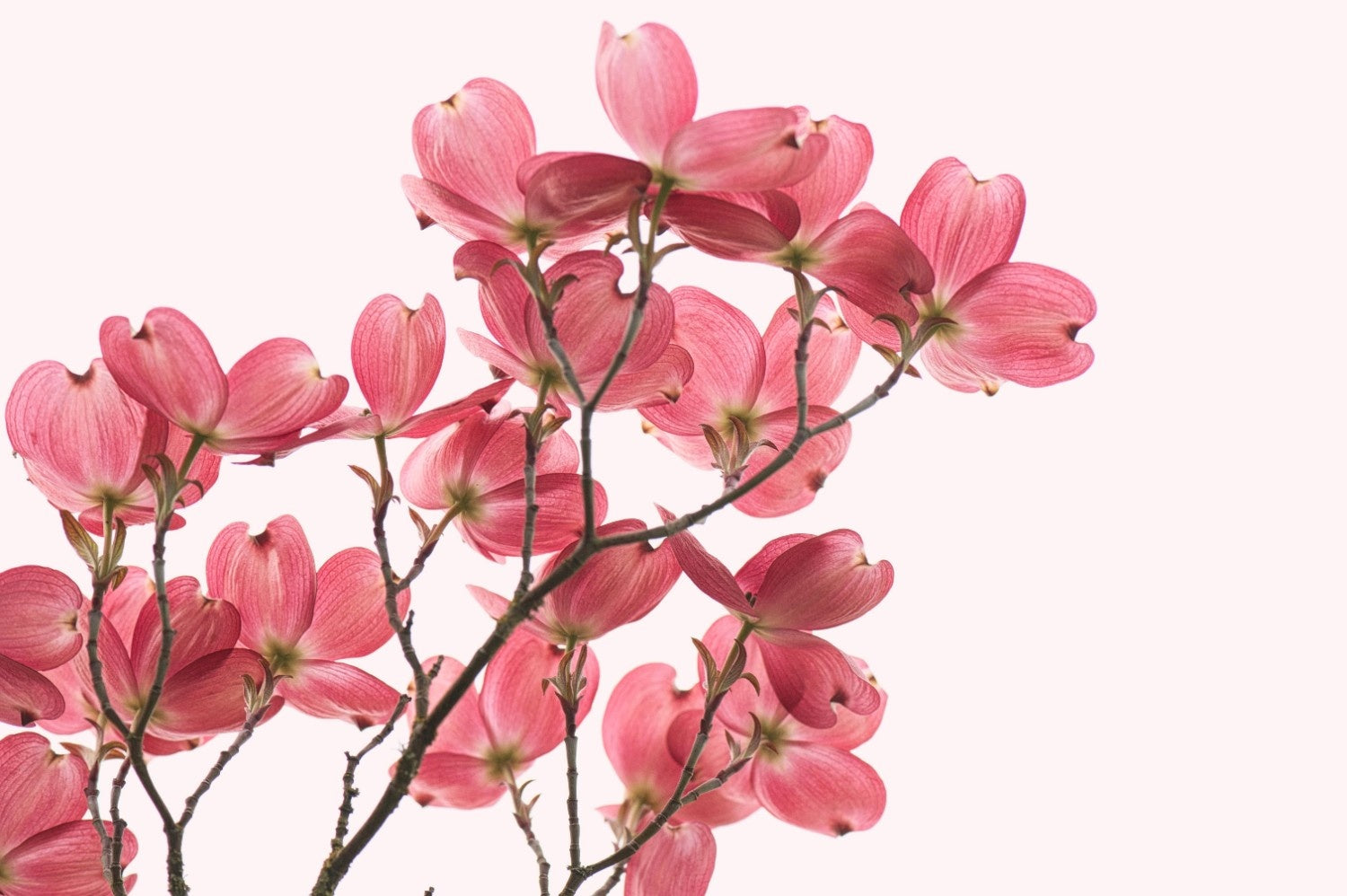 Perché la cura della vulva è l’atto d’amore definitivo