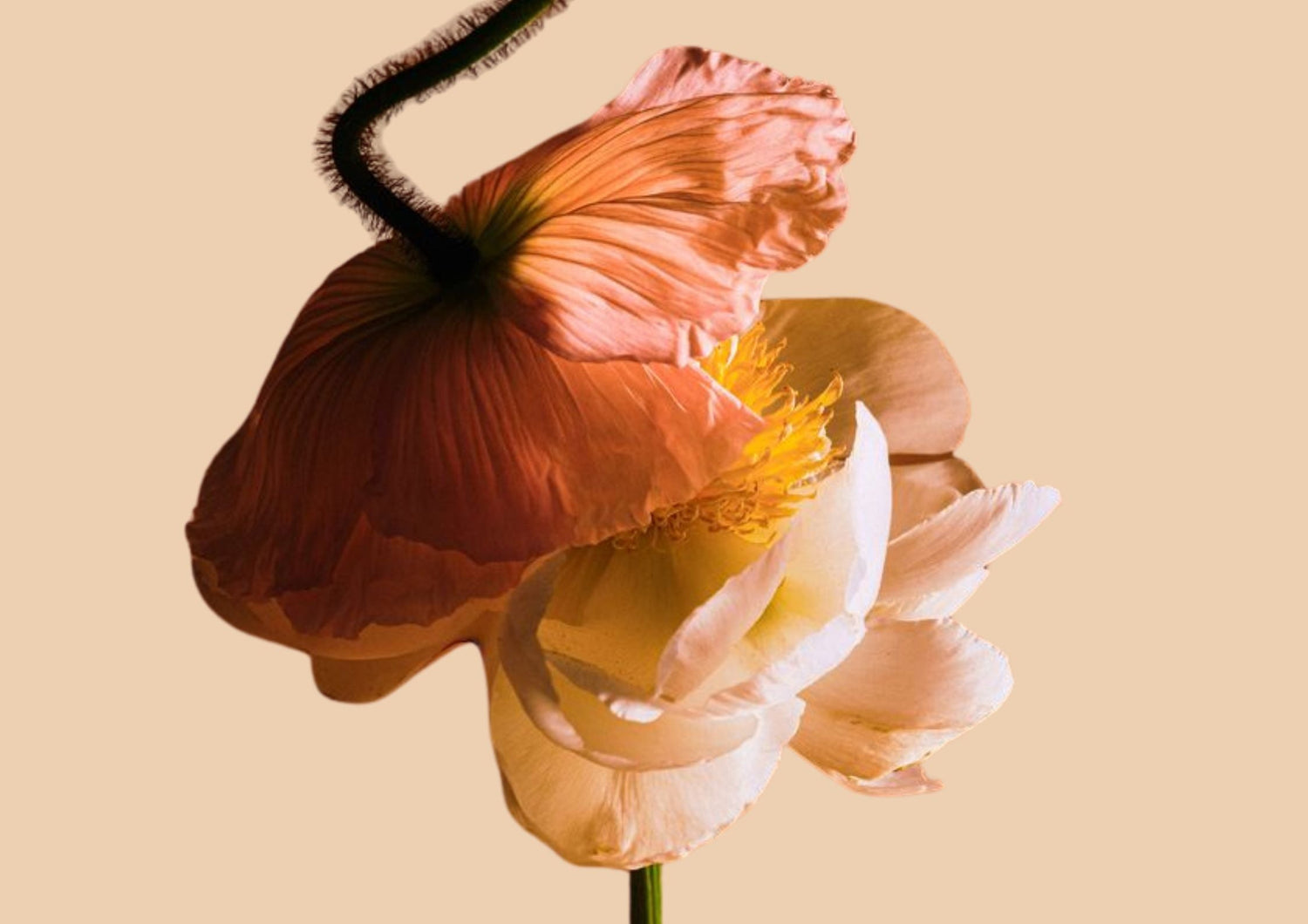 The Menstrual Map: Quali Sono le 4 Fasi del Ciclo